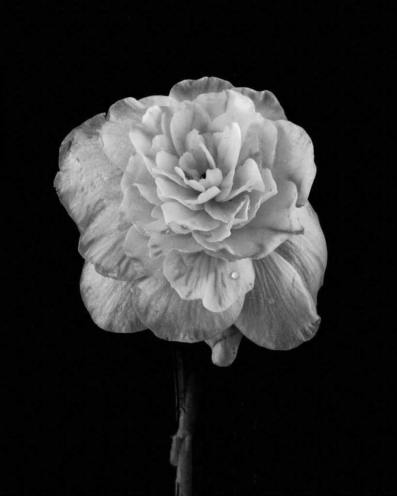 Flower and Tear Glenn Bloodworth Photography Photographer Ottawa Ontario Canada
