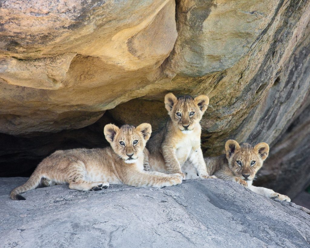 Tanzania: Curious Lion Cubs Glenn Bloodworth Photography Photographer Ottawa Ontario Canada